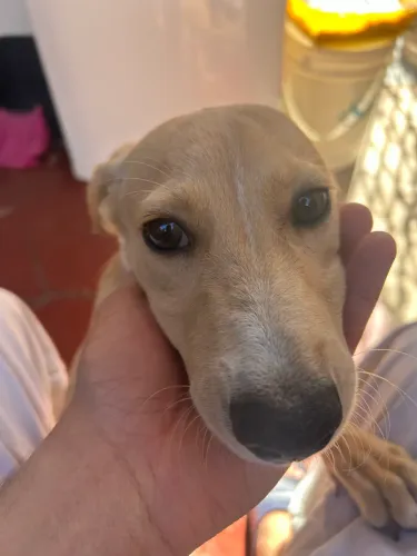 Basset com vira-lata