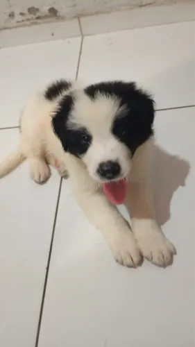 Filhote de Border Collie