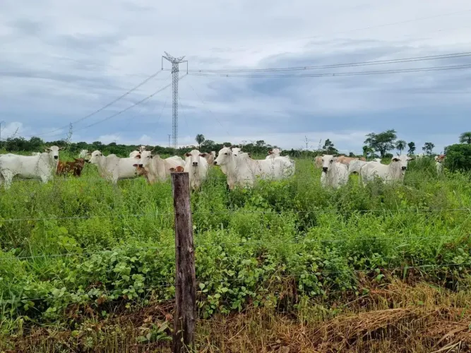 Fazenda dupla aptidão Olho D'água. Próximo Cuiabá