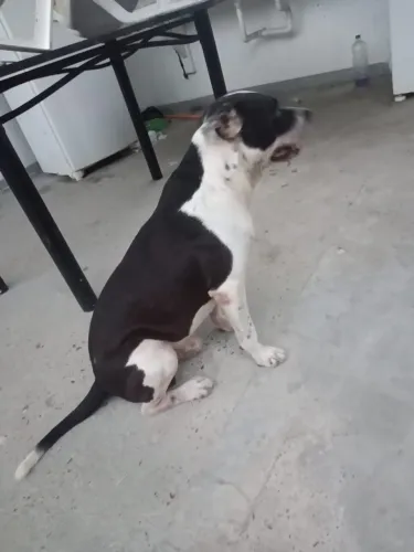 Doação de cachorro 