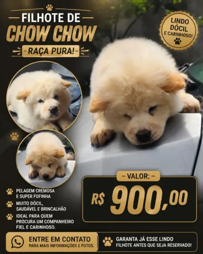 Filhote de Chow Chow 