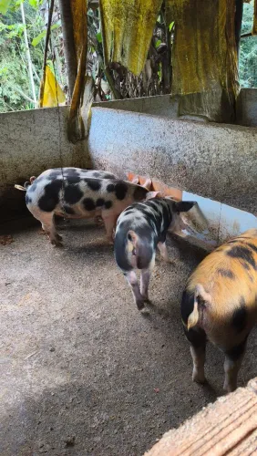 Porco caipira 