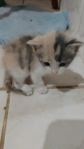 Gatinhos para adoção