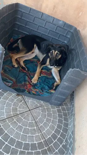 Estou doando esse cachorrinho..