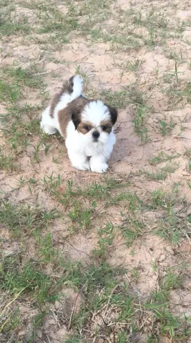 Shih Tzu adorável