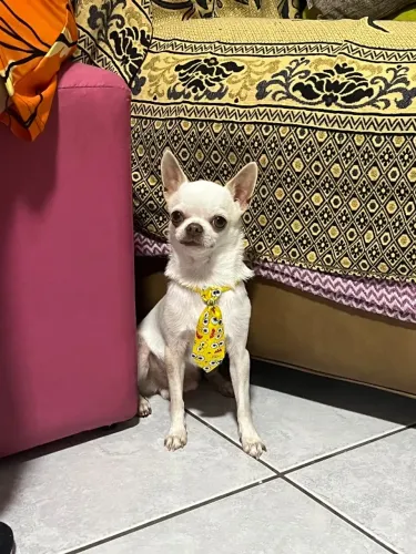 Chihuahua a procura de namorada