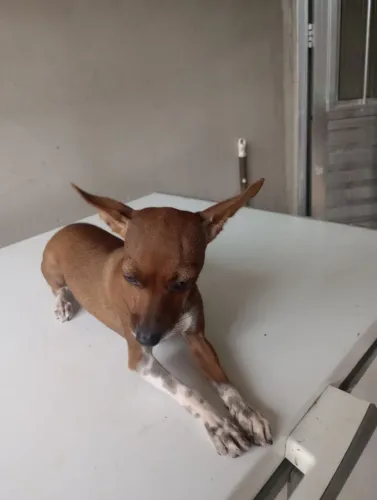 Vende-se cachorra fêmea, com 8 meses (pinscher). 500 reais 