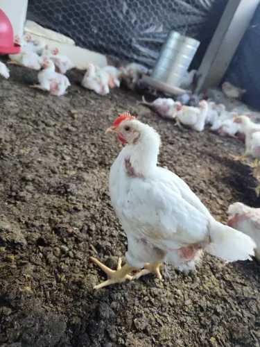 Vendo galinha de granja viva no precinho