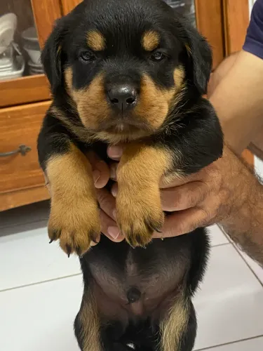 Rottweiler