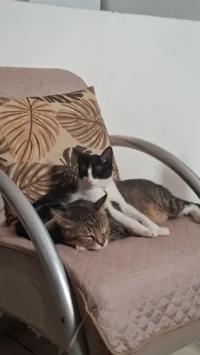 Gato para doação responsável