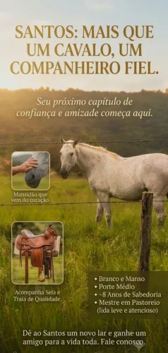 Vende-se Cavalo Santos: Manso de Pastoreio, Castrado, 8 Anos + Sela Completa