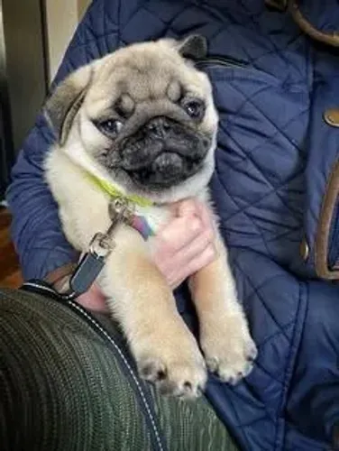 Pug Uma fofura esperando para ser descoberta