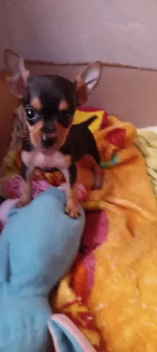 Pinscher zero bem pequena (Fêmea)