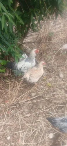 Galos e galinhas caipira
