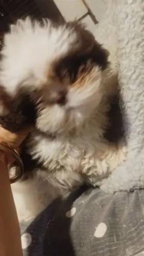 ? Shih-tzu macho - filhote