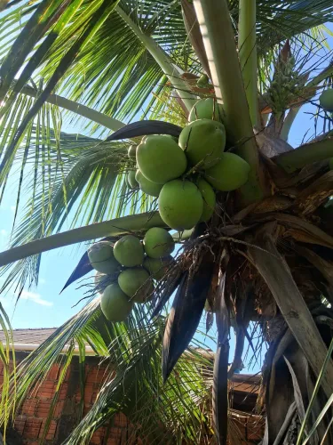 Vende Coco