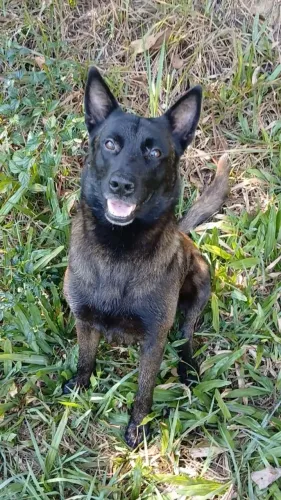 Pastor Belga Malinois do Santa Fera (Harley X Apolo)
