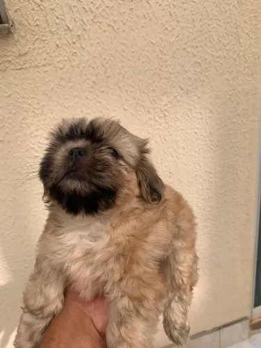Shih tzu macho