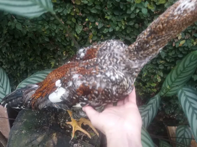 Vendo frango indio carijó 5 meses