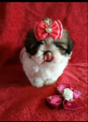 Charmosos filhotes de shih tzu