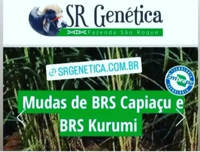 Kit 500 Mudas de BRS Capiaçu ou BRS Kurumi licenciadas EMBRAPA