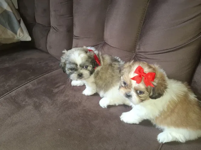 Vende-se filhote de shih tzu fêmea 