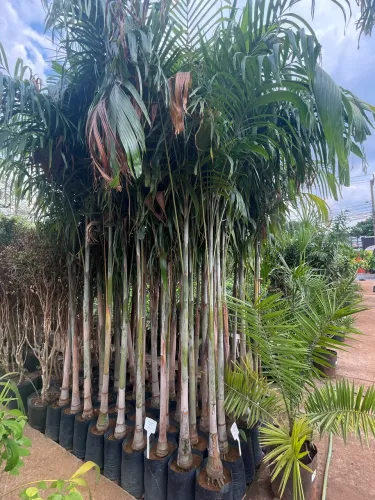 Muda de Palmeira Carpentária