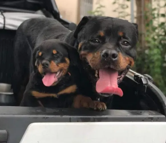 Rottweiler Uma Raça com Carisma Inigualável