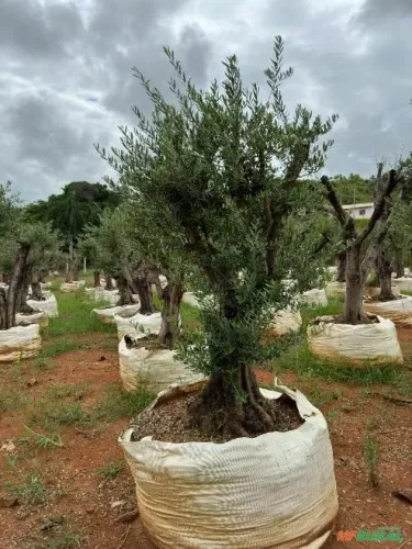 Oliveira 40 Anos de Idade