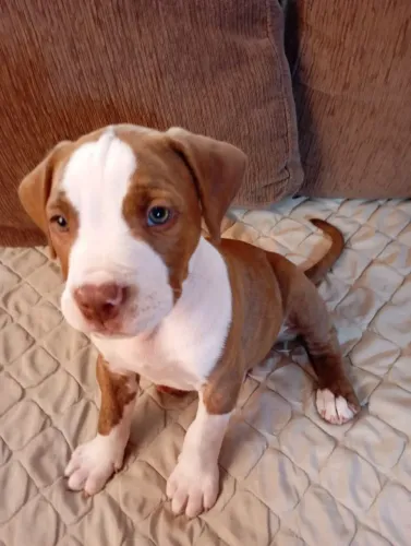 Filhote Pitbull para um Lar Amoroso