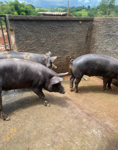 Vendo Porco caipira 