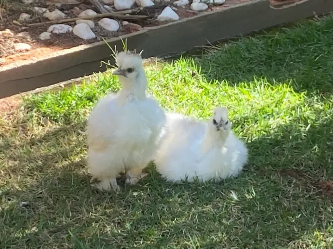 Casal de Galinha Sedosa Japão Branca