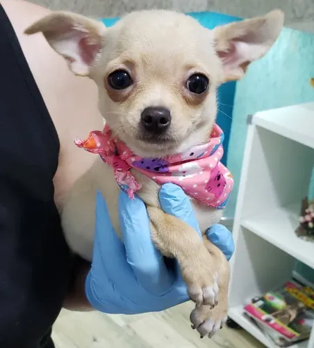 Chihuahua Mini Branco e Caramelo Fêmea - Inteligência e Beleza. 