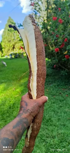 Rama de mandioca amarelinha