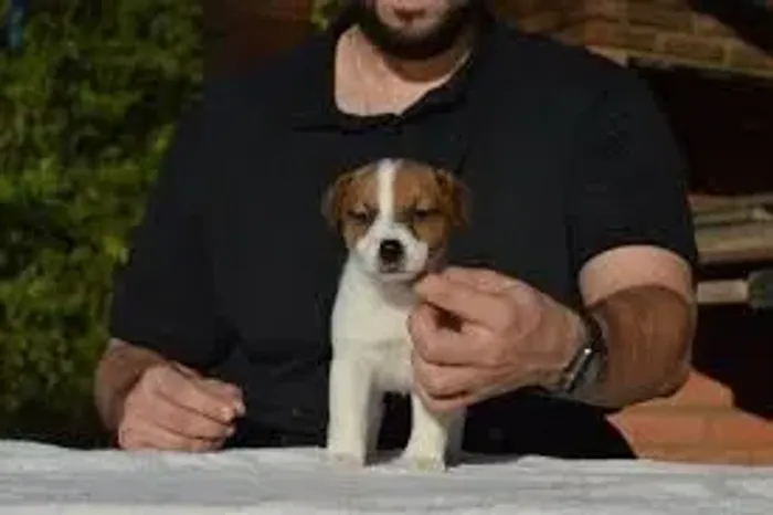 jack russel  femeas no canil disponivel hoje para voce e sau familia 