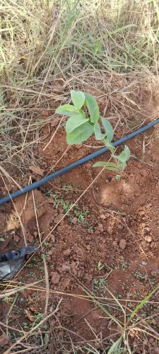 Mudas de Goiaba Tailandesa (Goiaba grande) enxertadas !