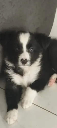 Inteligente e fofo filhote de border collie