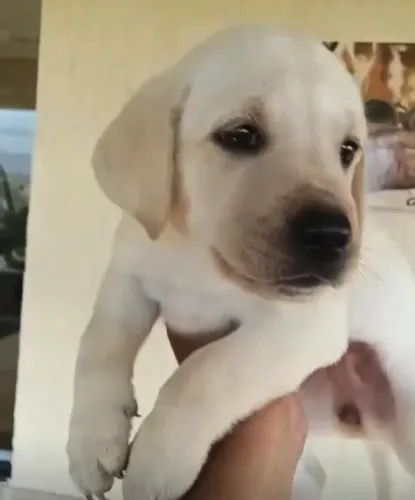 Labrador lindo