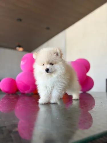 Lulu pomerania