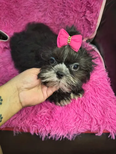 VD linda fêmea de Shihtzu com TDS vacinas 