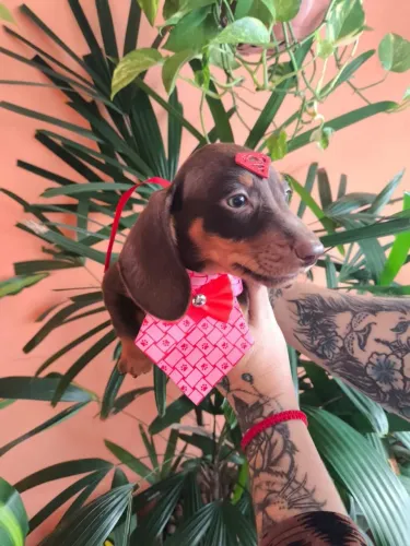 Basset dachshund anão filhotes