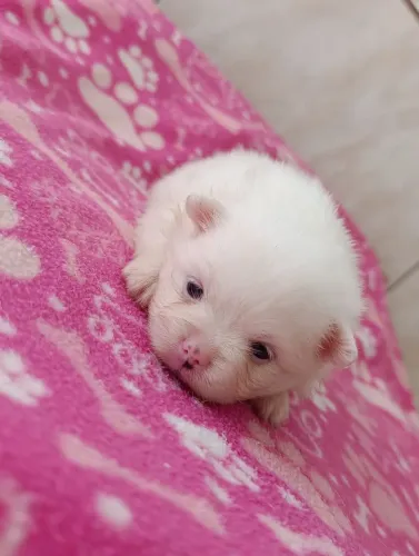 Spitz alemão fêmea branca 