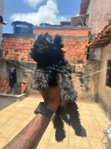 Lhasa apso Venda