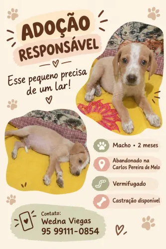 Cachorrinho macho para adoção