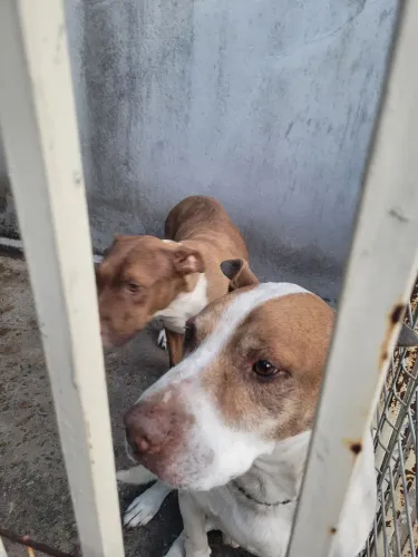 Filhotes pitbull rednose