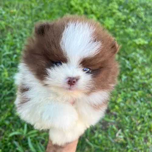 Lulu da pomerania