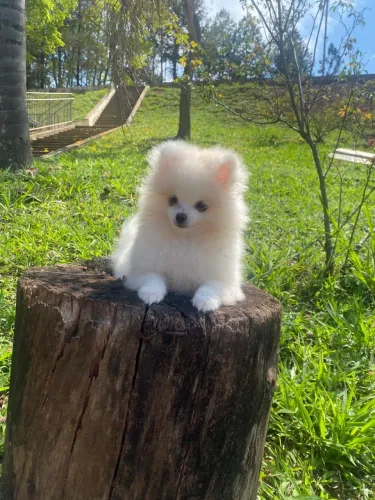 Filhote de Lulu da Pomerania 