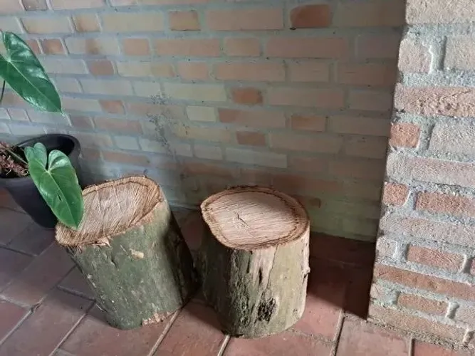 2 troncos de madeira eucalipto