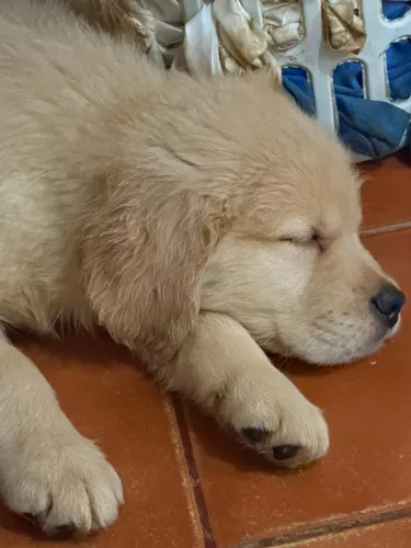 Golden Retriever - Filhotes Machos 