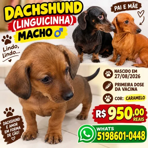 LINDO,LINDO,DACHSHUND ( LINGUICINHA)